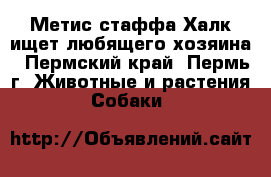 Метис стаффа Халк ищет любящего хозяина - Пермский край, Пермь г. Животные и растения » Собаки   